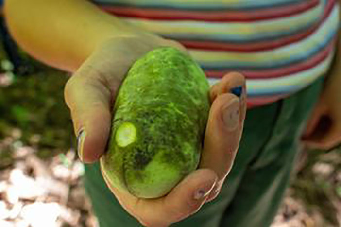 Pawpaw & Prairie Hike image